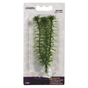 Planta 10cm Marina Anacharis-blister