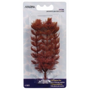 Planta 10cm Marina Foxtail-blister
