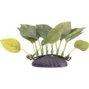 Planta 10 cm Anubias Nana