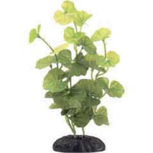 Planta 15 cm Hydrocotyle Leucocephala