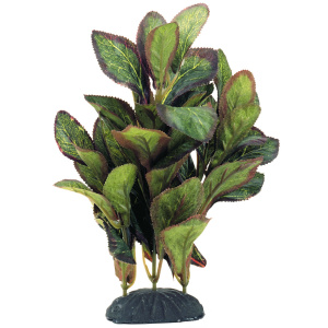 Planta 15 cm lobelia cardinalis