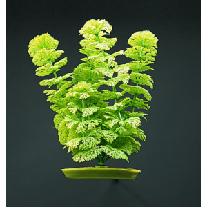 Planta 12,5 Ambulia - blister