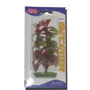 Planta 12,5 cm Red Ludwigia - blisterLISTER