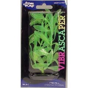 Planta 12,5 cm Hygrophilia