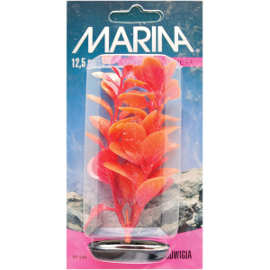 Planta 12,5 cm Red Ludwigia - blister