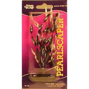 Planta 12,5 cm Corkscrew Vallisnaria - blister-neg.per.